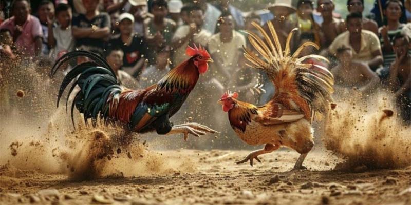 san-choi-da-ga-rikvip-online-lua-chon-khong-nen-bo-qua-116